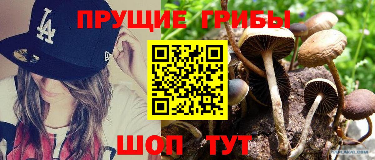 Сухой Лог  Галлюциногенные грибы Psilocybine cubensis  Вход с VPN 